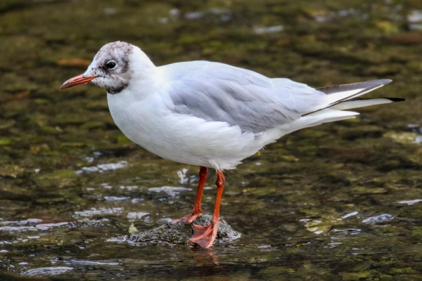 A Black Headed Gull stands on a rock in the Tolka River, Drumcondra, Dublin