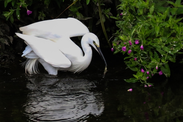 A Little Egret cathes a fish in the Tolka River, Dublin