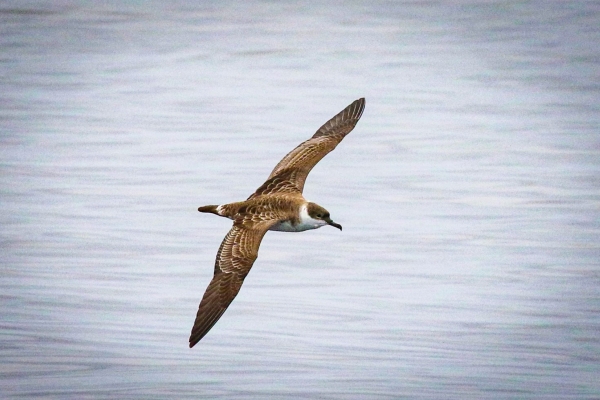 Great Shearwater gliding over the sea off the coast of Cork, Ireland