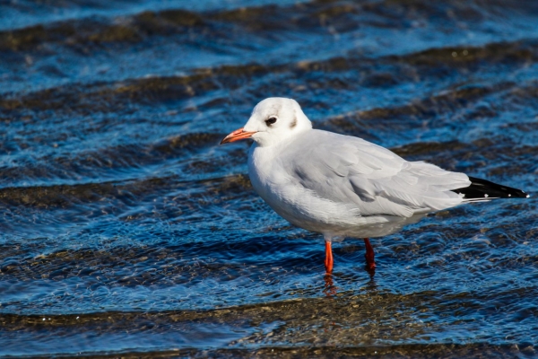 A Black Headed Gull stands at the waters edge in Courtmacsherry, County Cork