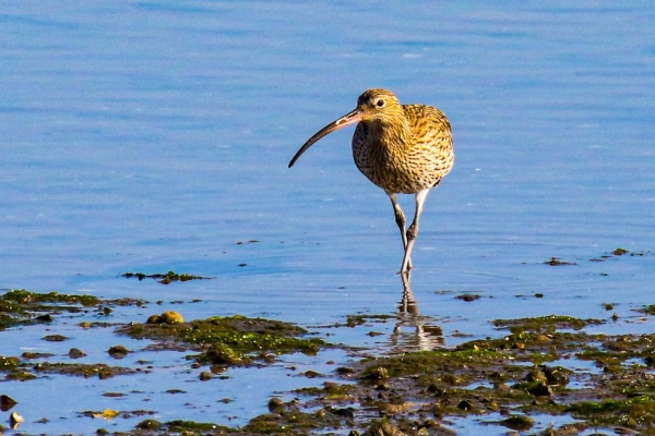 A Curlew stands in the the blue water of Baldoyle Beach Dublin