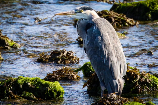A Grey Heron stands in a shallow pool at Baldoyle Beach, Dublin