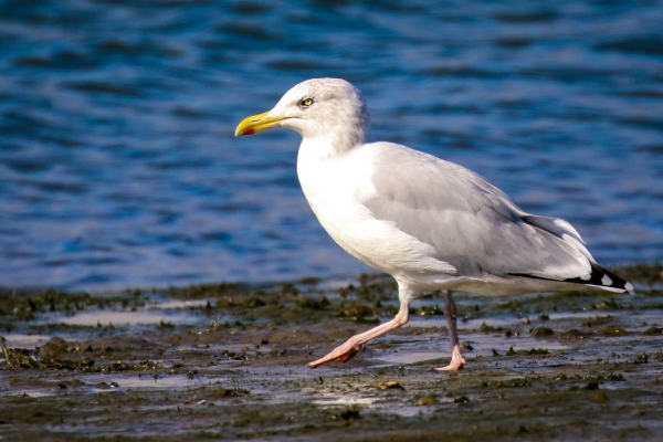 A Herring Gull walks along the beach at Baldoyle, Dublin