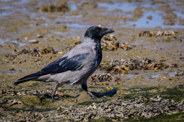 A Hooded Crow walks along the beach at low tide, Baldoyle, Dublin