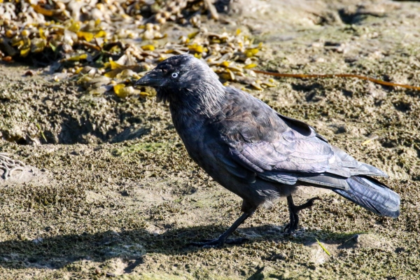 A Jackdaw forages on the beach at Baldoyle, Dublin