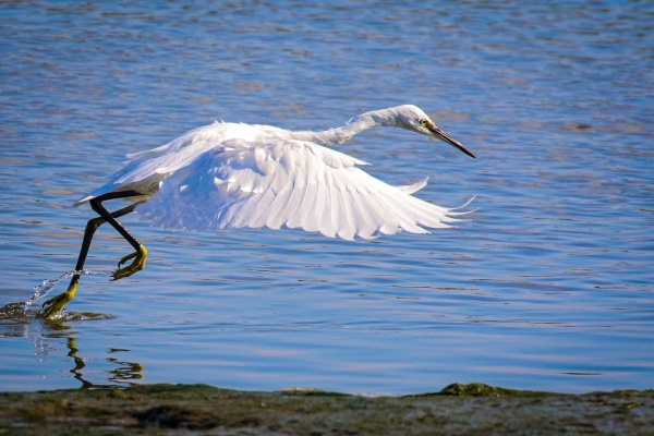A Little Egret lunges for a sand eel at Baldoyle Beach, Dublin