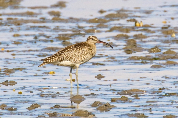 A Whimbrel rests at the shore edge of Baldoyle Beach, Dublin