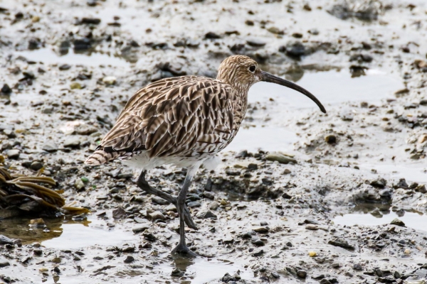 A Curlew walks on the mudflats at Courtmacsherry Estuary, Cork, Ireland