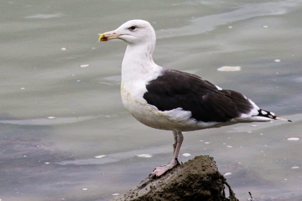 A Great Black backed Gull at Courtmacsherry,County Cork