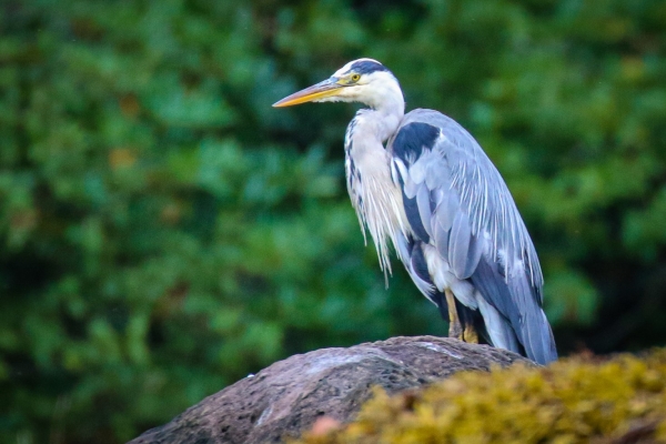 A Grey Heron stands on a rock at Glengarriff Harbour, Cork