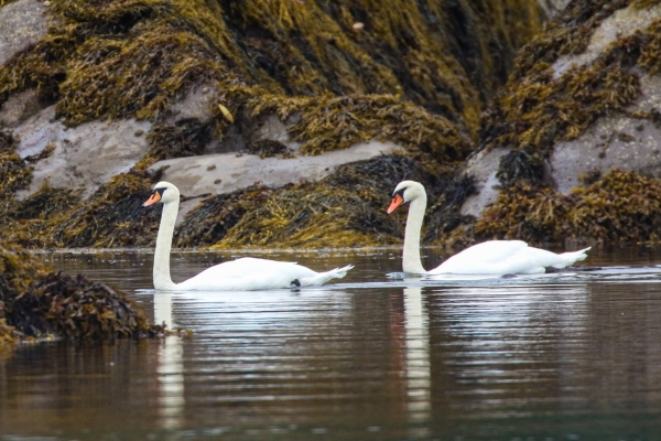 Mute Swans swim beyweek the rocks at low tide, Glengarriff Harbour, Cork
