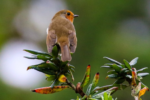 A Robin perched on a bush on Garnish Island, Glengarriff, Cork