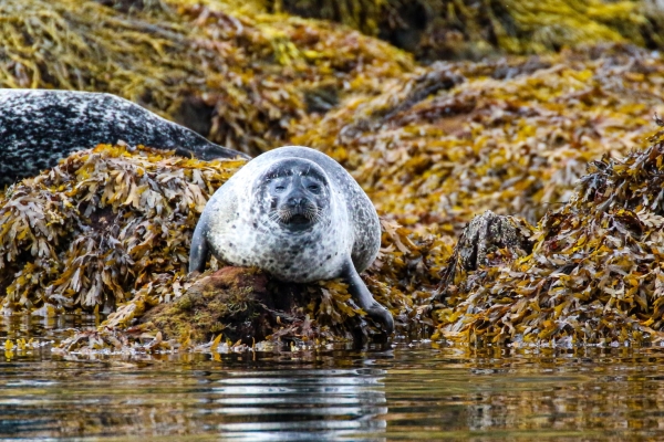 A Common Seal sits on seaweed on the rocky shoreline at Glengarriff, Cork