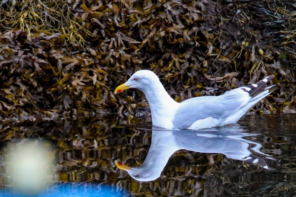 A Herring Gull swims alongside seaweed at Glengarriff Harbour, Cork