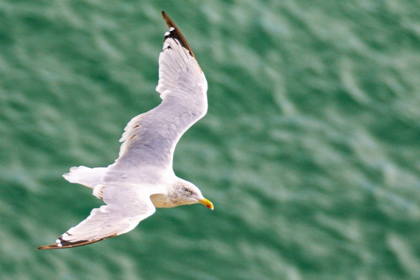 A Herring Gull flies along the cliff edge at Howth Head, Dublin
