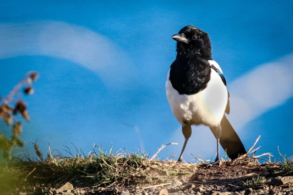 A Magpie perches on the cliff edge on Howth Head, Dublin