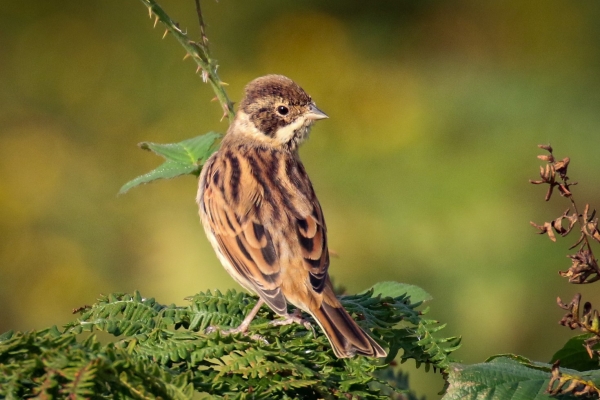 A Reed Bunting looks back over its shoulder at Howth Head, Dublin