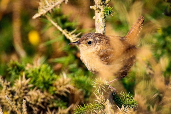 A Wren blends in perfectly with the Autumn colours on Howth Head, Dublin