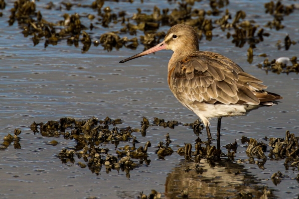 A Black Tailed Godwit rests at low tide in Clonakilty Estuary, Cork, Ireland