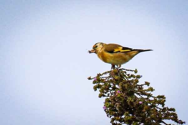 A Goldfinch with an insect in its beak at Howth Head, Dublin