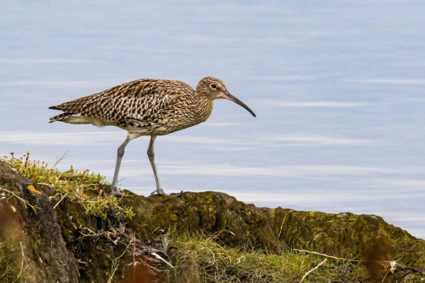 A Curlew on the bank of Rosscarbery Estuary, County Cork
