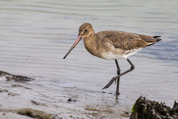A Black Tailed Godwit walks on the mudflats at Courtmacsherry, County Cork