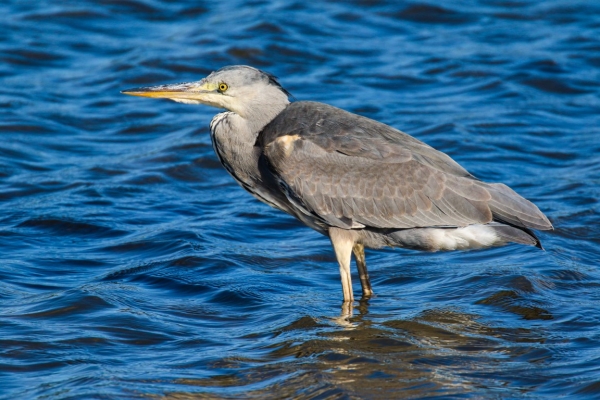 Grey Heron standing in shallow water at Courtmacsherry, County Cork, Ireland