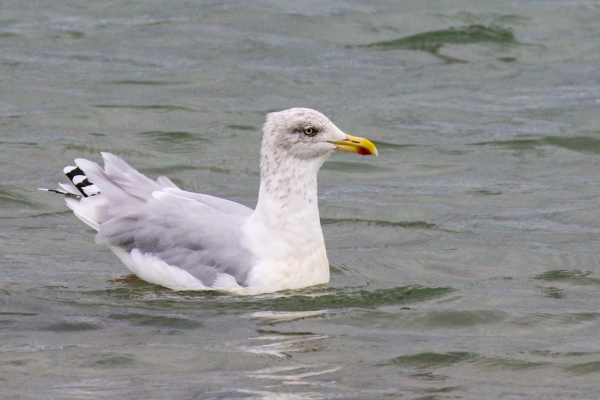 A Herring Gull swimming in Courtmacsherry, Estuary County Cork