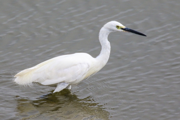 A Little Egret hunts in the muddy water at Courtmacsherry, County Cork
