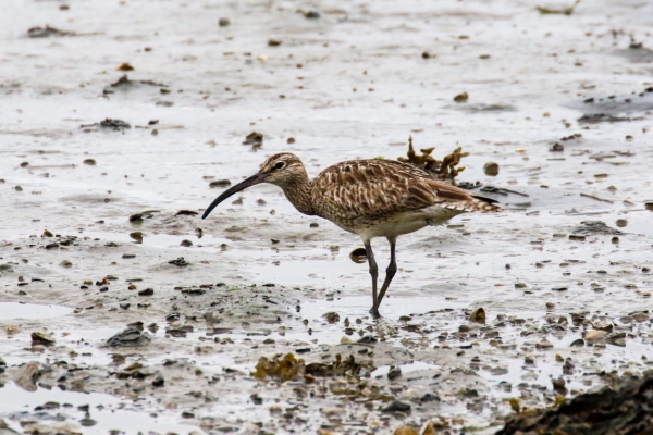 A Whimbrel forrages at the shore edge of Courtmacsherry Estuary, County Cork