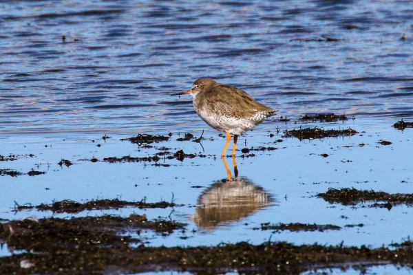 A Redshank is reflected in the blue water at Courtmacsherry Estuary, Cork