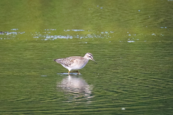 Wood Sandpiper feeding at Booterstown Marsh, Dublin