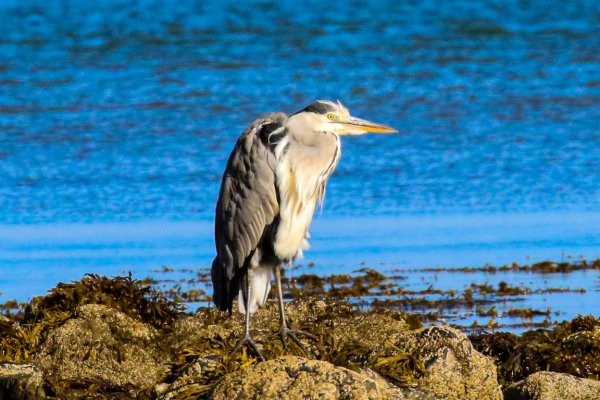 A Grey Heron stands on the rocky shoreline at Argillan, Dublin