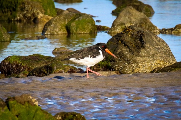 An Oystercatcher stands on the beach at low tide opposite Ardgillan Park, Dublin