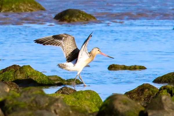 A Bar Tailed Gpdwit lands in shallow water on the beach opposite Ardgillan Park, Dublin