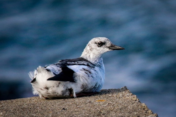 A Black Guillemot rests on the pier wall at the Great South Wall, Dublin