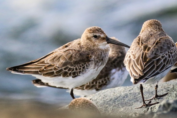 Dunlin resting on the Great South Wall, Dublin