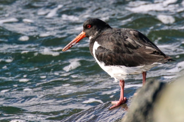 An Oystercatcher at the Great South Wall, Dublin