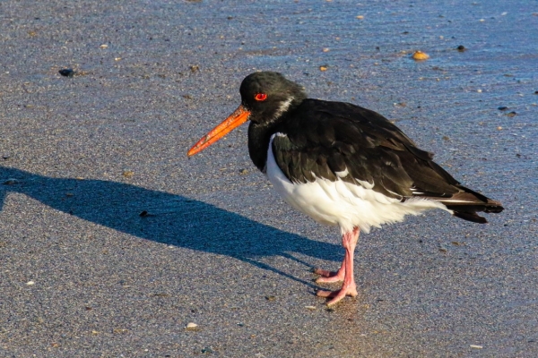 An Oystercatcher stands on the beach at low tide in Rush Harbour, Dublin