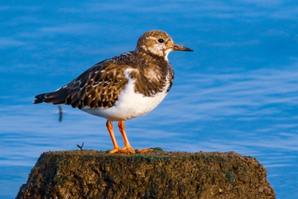 Turnstone standing on a rock at Broadmeadows Estuary, Swords, County Dublin