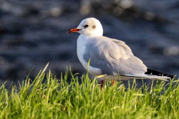 Black Headed Gull sits on the pier wall in Galway City