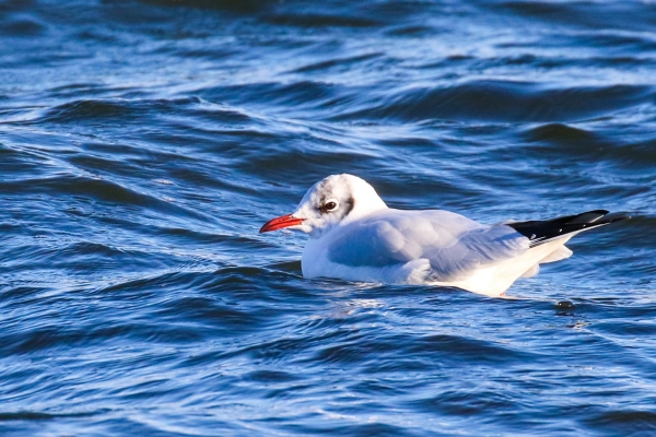 A Black Headed Gull swims in the sea at Kilcoole, Wicklow