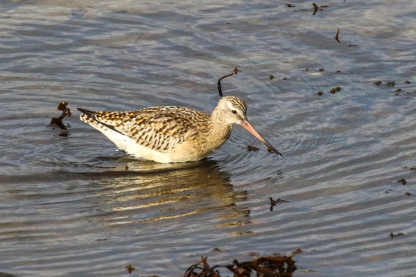 A Bar-tailed Godwit in shallow water at Mutton Island, Galway