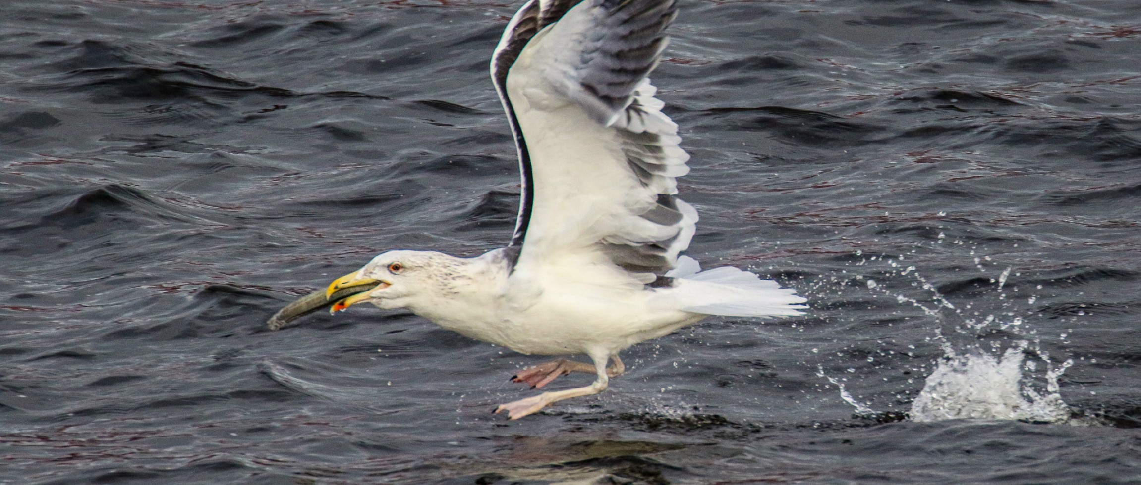 A Herring Gull catches a fish at Nimmo Pier, Galway City