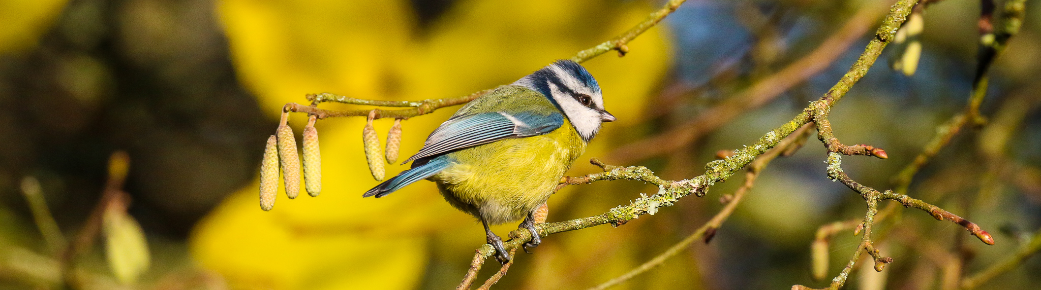 A Blue Tit on a tree at the East Coast Nature Reserve, County Wicklow, Ireland