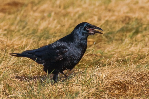 Carrion Crow in the park at the back of Nimmo Pier, Galway