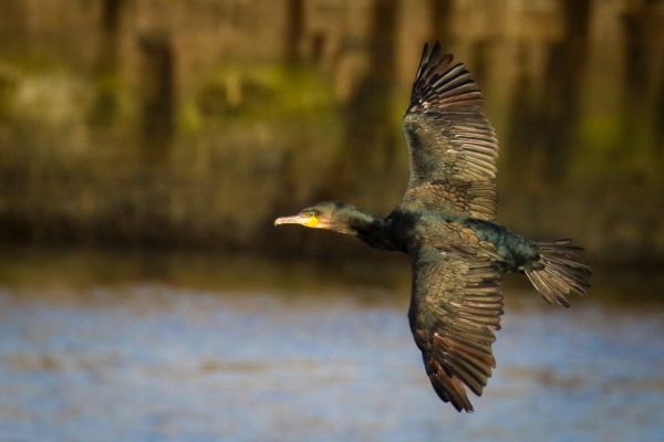 A Cormorant flies up the channel at Nimmo Pier, Galway