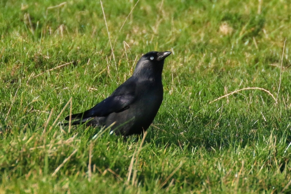 A Jackdaw standing in short grass at East Coast Nature Reserve, Wicklow