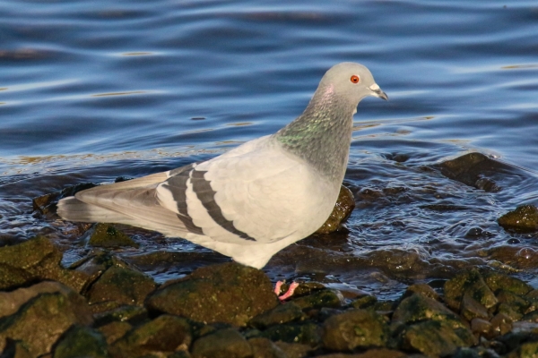 Feral pigeon in sgallow water at Nimmo Pier Galway