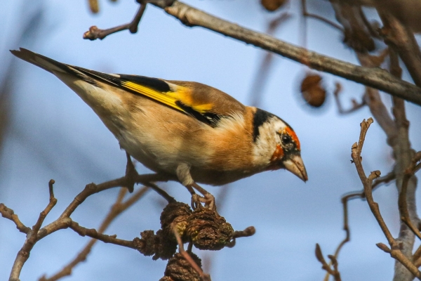 A Goldfinch sits on a branch at Kilcoole, Wicklow